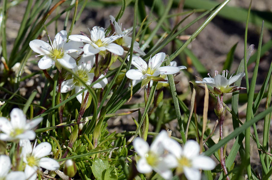 Minuartia recurva